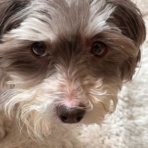 Meet your Posher, Claudia